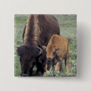 NA, USA, Wyoming, Yellowstone nationalpark. Knapp