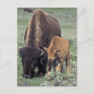 NA, USA, Wyoming, Yellowstone nationalpark. Vykort