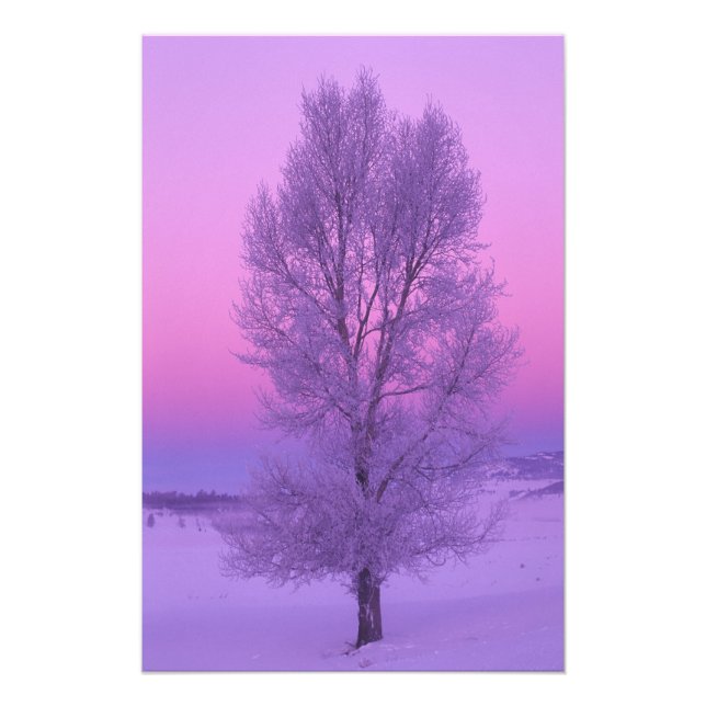 NA, USA, Wyoming, Yellowstone NP, liggande Fototryck (Framsidan)