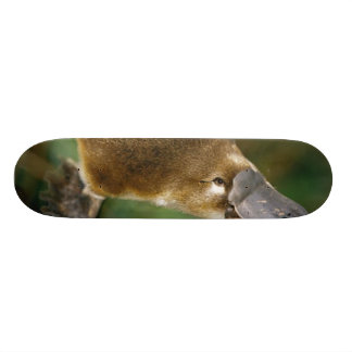 Näbbdjur Old School Skateboard Bräda 21,6 Cm