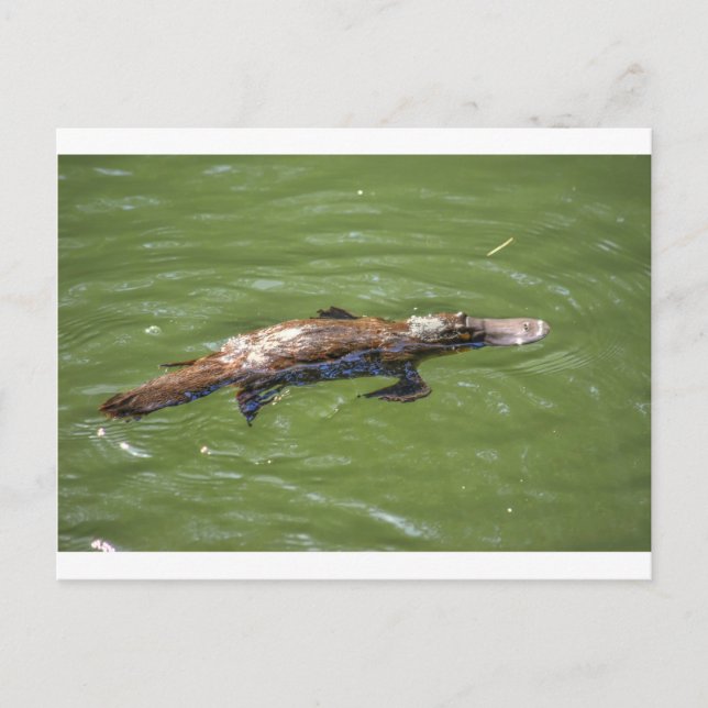 NÄBBDJUR QUEENSLAND AUSTRALIEN VYKORT (Framsida)