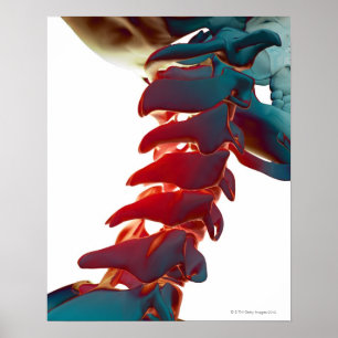 Nacke Bones Poster