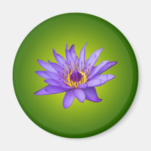 Näckros Blomster Damm Akvatisk Lila Vattenblomning Magnet