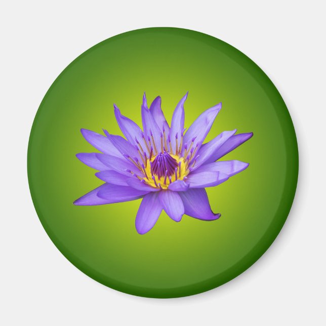 Näckros Blomster Damm Akvatisk Lila Vattenblomning Magnet (Framsidan)