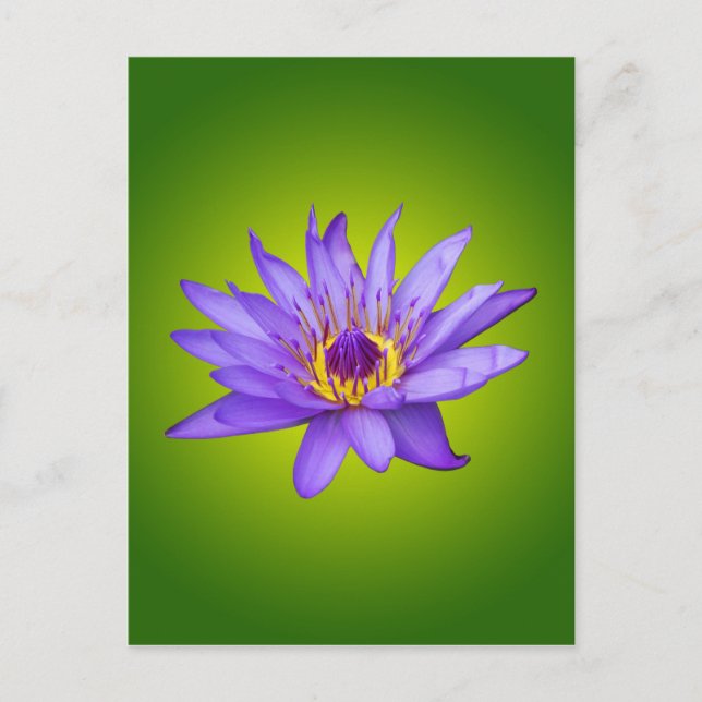 Näckros Blomster Damm Akvatisk Lila Vattenblomning Vykort (Framsida)
