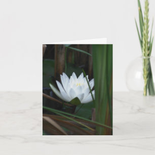 Näckros Lotus Lysande Blomma Fotografi Anteckningskort