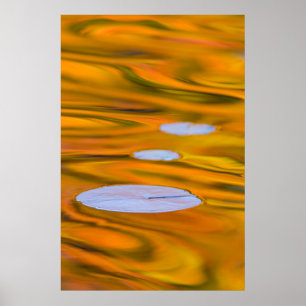 Näckrosblad på orange vatten, Kanada Poster