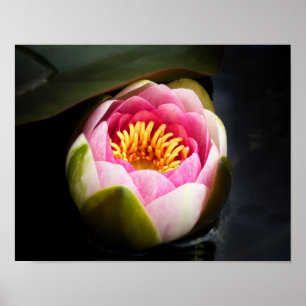 Näckrosblomma Poster