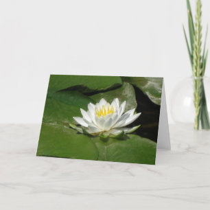 Näckrosen fotograferar kort