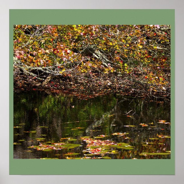 Näckrosor Fotoaffisch Poster (Framsidan)