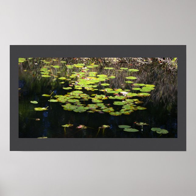 Näckrosor Fotoaffisch Poster (Framsidan)