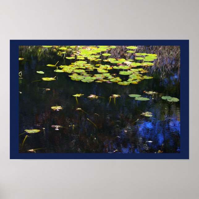 Näckrosor Fotoaffisch Poster (Framsidan)