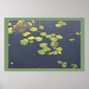 Näckrosor Fotoaffisch Poster