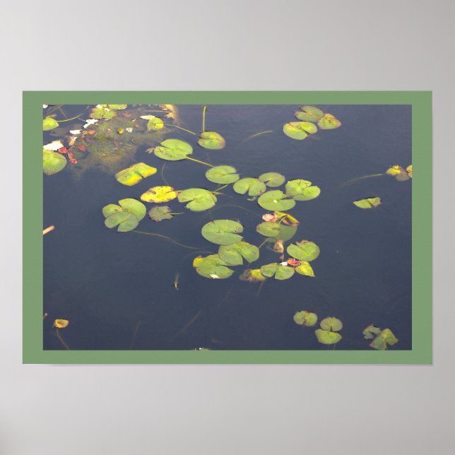 Näckrosor Fotoaffisch Poster (Framsidan)
