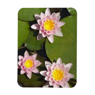 Näckrosor Magnet