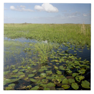 Näckrosor och såggräs i Florida everglades Kakelplatta