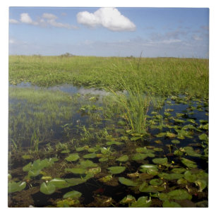 Näckrosor och sågtåg i Florida everglades Kakelplatta