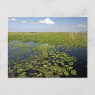 Näckrosor och sågtåg i Florida everglades Vykort