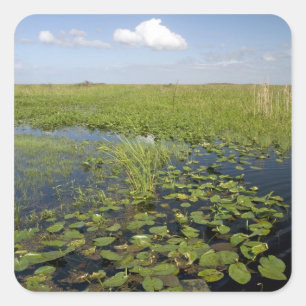 Näckrosor och vasstarr i Florida everglades Fyrkantigt Klistermärke