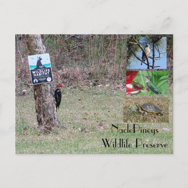 Nacle Pineys-vykort Vykort (Framsida)