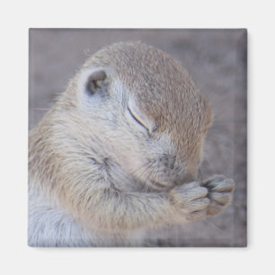 Nådmagnet Magnet