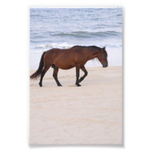 Nag på stranden, Outer Banker North Carolina