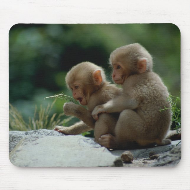 Nagano prefecture, Japan Musmatta (Framsidan)