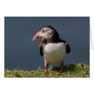 Nagging Puffin Hälsningskort