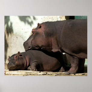 Någon som tittar över mig Hippopotamus Porträtt Poster