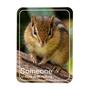 Någon tittar på Chipmunk Magnet