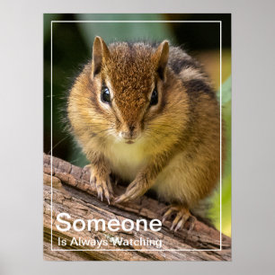 Någon tittar på Chipmunk Poster