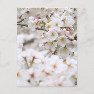 Någon-yoshino: Blommar för körsbär [vykort] Vykort