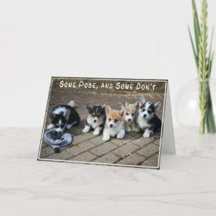 Några poserar, några gör inte ~-Corgivalpar i en Kort