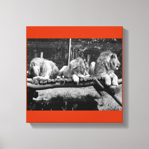 Nairobi Lejon - B&W Canvastryck