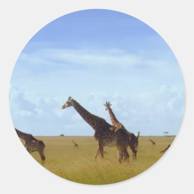 Nairobi National Park Giraffes Runt Klistermärke (Framsida)