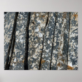 naissains sur schiste poster