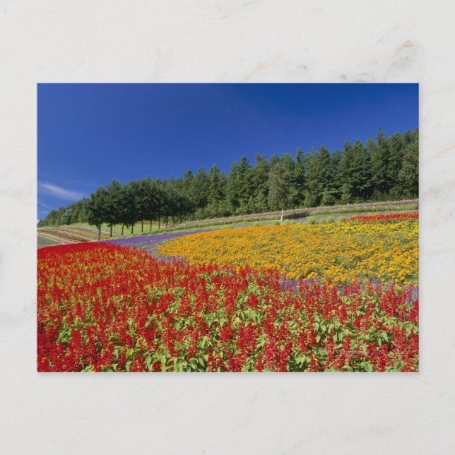 Nakafurano, Sorachi, Hokkaido, Japan Vykort (Framsida)