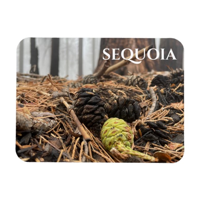 Nål och Cones, Forest Golv, Sequoia NP Magnet (Horisontell)