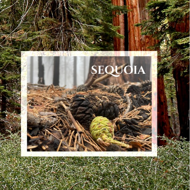Nål och Cones, Forest Golv, Sequoia NP Vykort (Skapare uppladdad)