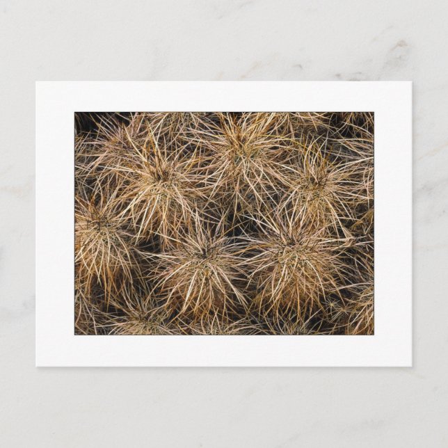 ’Nål och hay Stacks’ Vykort (Framsida)