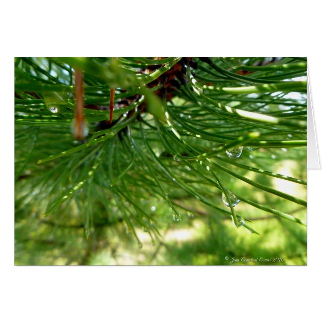 Nålar & droppar hälsningskort (Framsidan Horizontal)