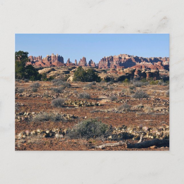 Nålar från Pothole Point Trail vid Canyonlands Vykort (Framsida)