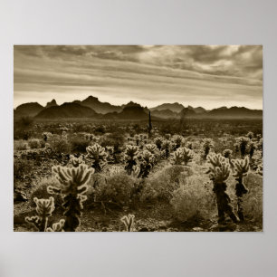 Nalle Cactus Poster