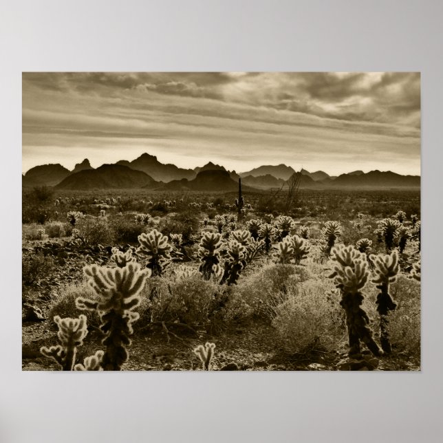 Nalle Cactus Poster (Framsidan)