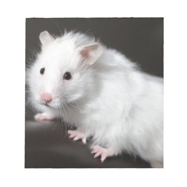 Nalle Hamster Anteckningsblock (Framsida)