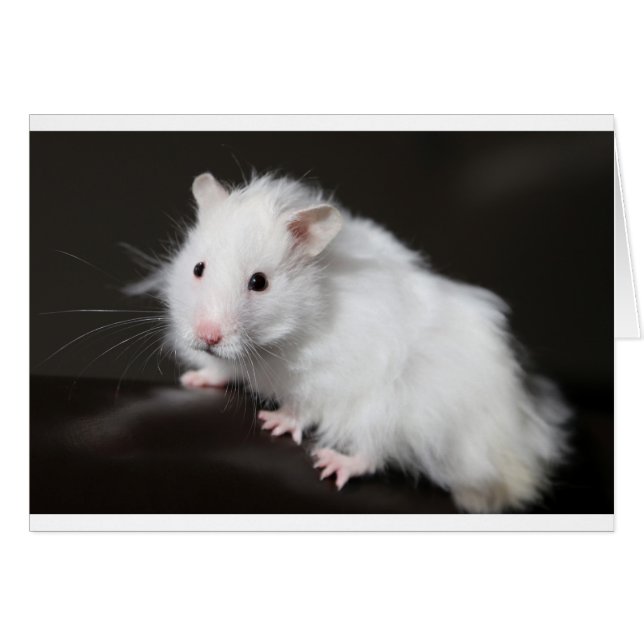 Nalle Hamster Hälsningskort (Framsidan Horizontal)