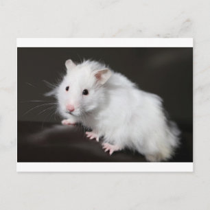 nalle Hamster Vykort