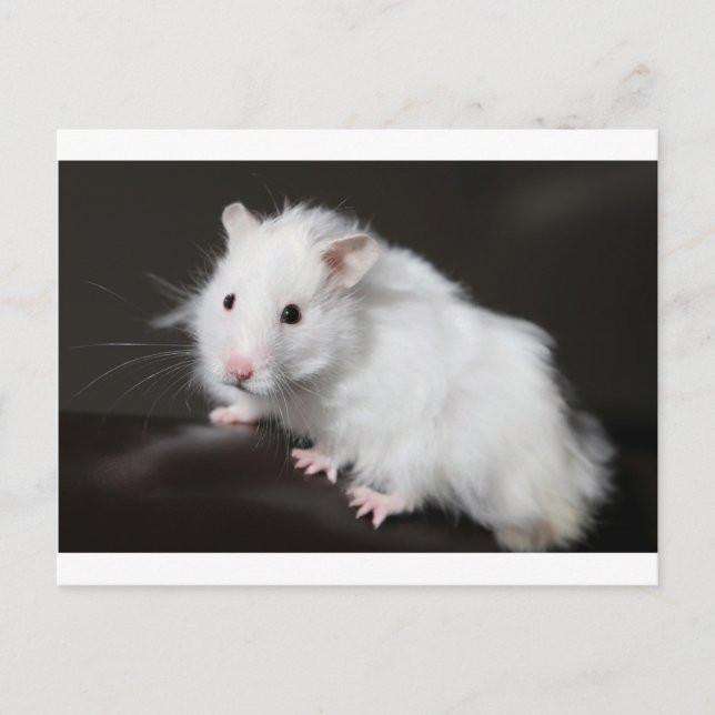 nalle Hamster Vykort (Framsida)