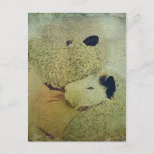 nalle Hugs A Guinea Gris Vykort