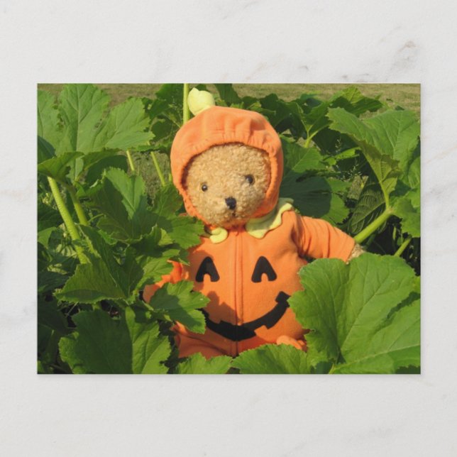 Nalle i Pumpkin Patch Vykort (Framsida)